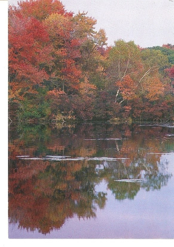 Postal 032015 : Reflected glory in a pristine pond