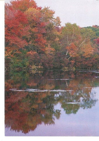 Postal 032015 : Reflected glory in a pristine pond