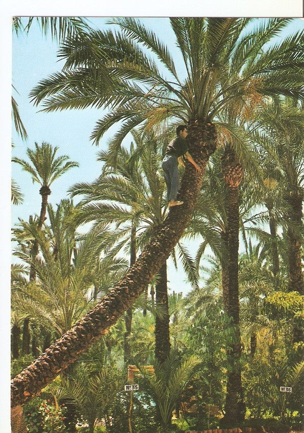 Postal 032138 : Elche. Huerto del Cura. Camping Palmeral