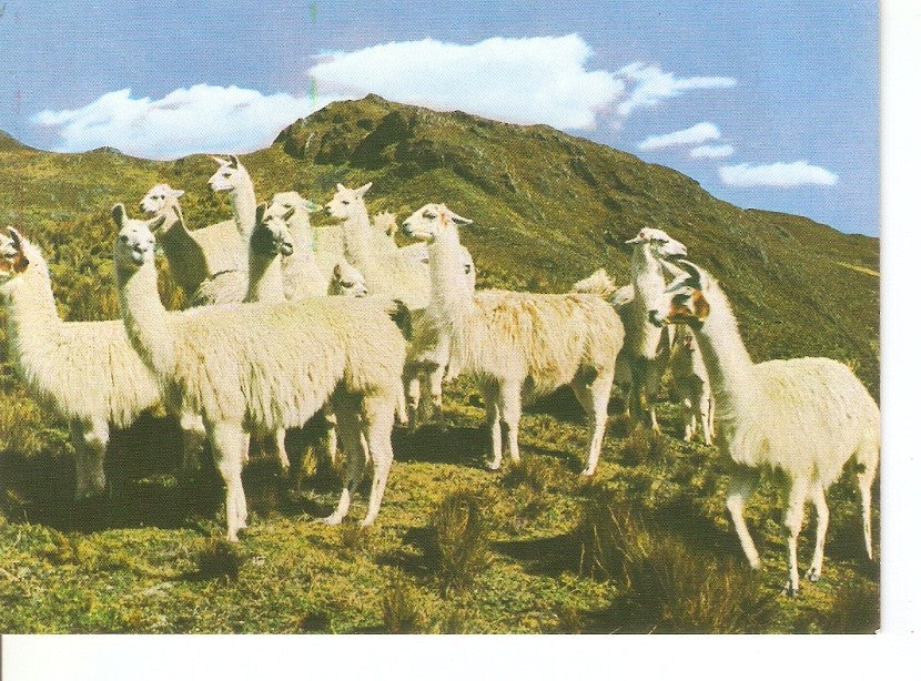Postal 032359 : Group of llamas in the Andes Cusco-Peru