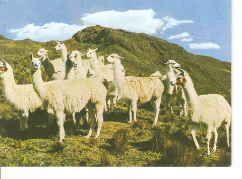 Postal 032359 : Group of llamas in the Andes Cusco-Peru