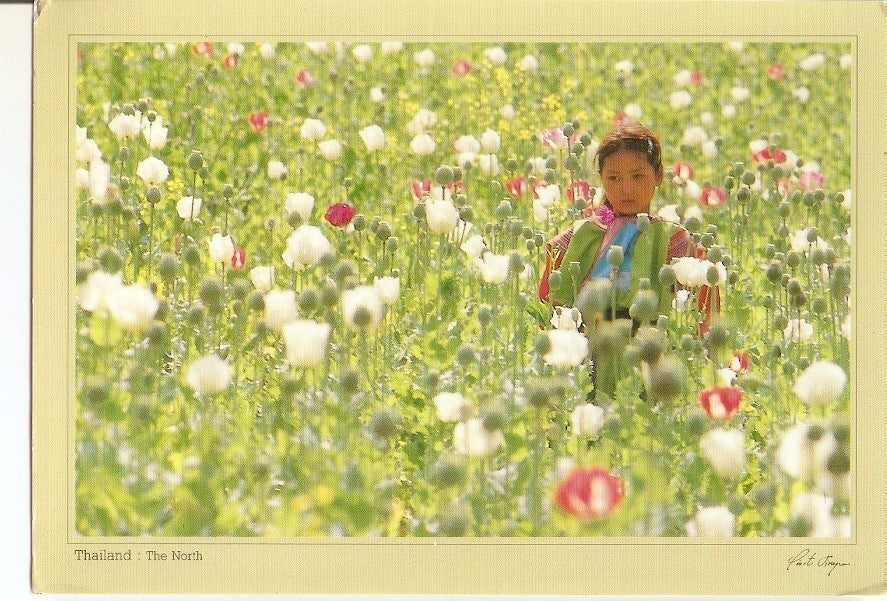 Postal 030527 : Thailand: The North Lisu Hilltribe: Poppies - pretty but sometimes pretty dangerous