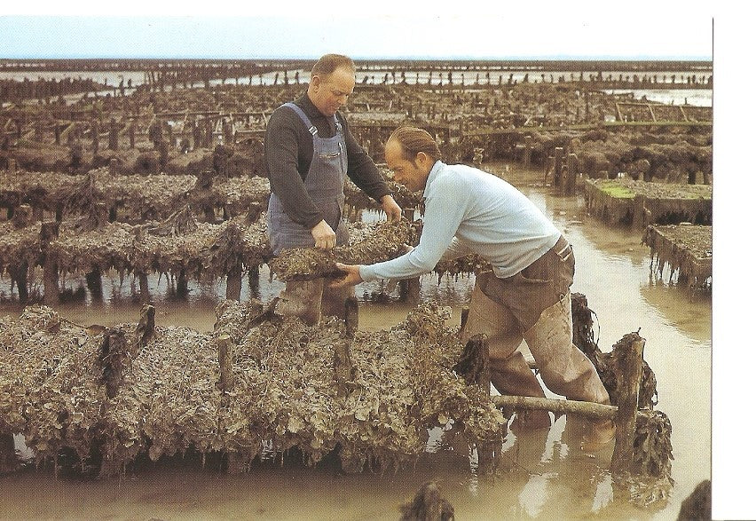 Postal 032500 : Parcs a Huitres. Grappes dhuitres portugaises