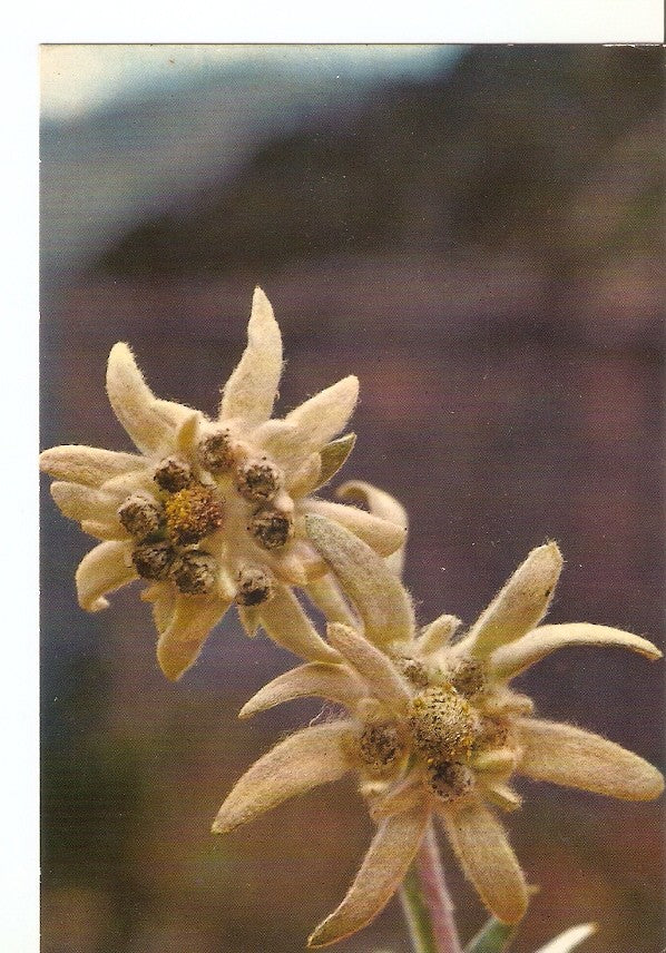 Postal 032620 : Flor de Nieve (Edelweis)