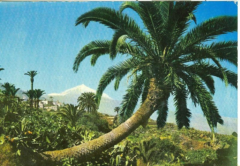 Postal 006279 : Palmeras y Teide, Tenerife