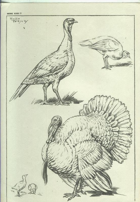 Lamina Emilio Freixas serie XXXI numero 07: Aves de corral