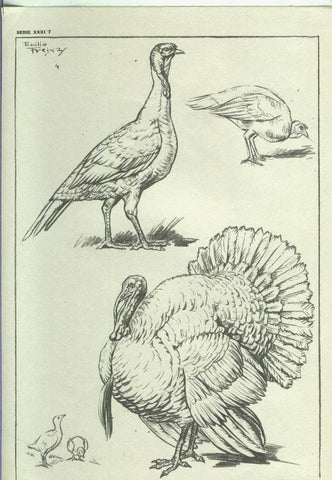 Lamina Emilio Freixas serie XXXI numero 07: Aves de corral