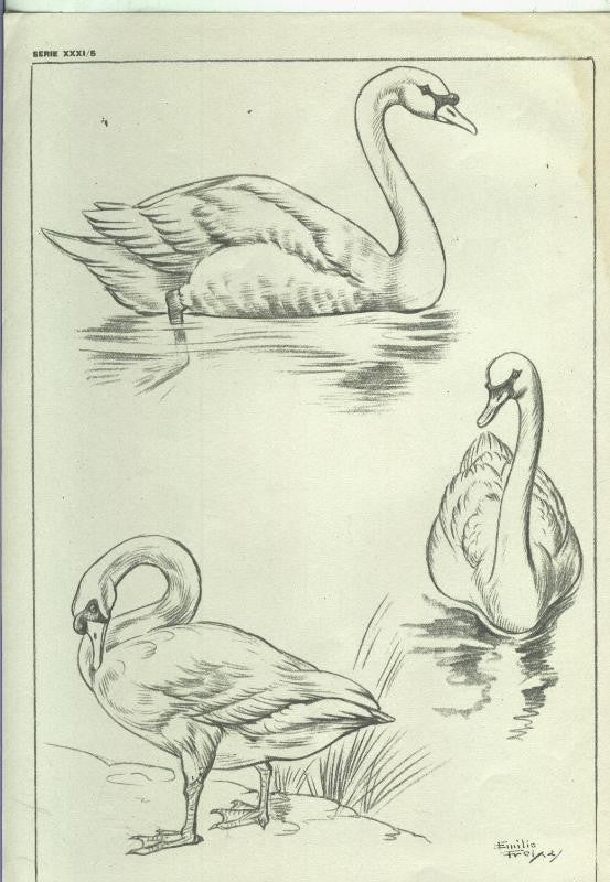 Lamina Emilio Freixas serie XXXI numero 05:; Patos, Cisnes