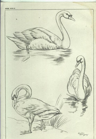 Lamina Emilio Freixas serie XXXI numero 05:; Patos, Cisnes