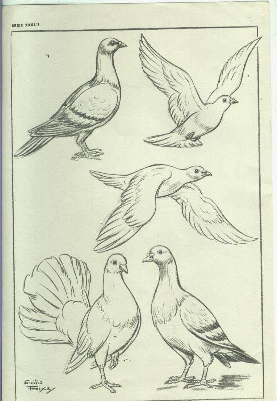 Lamina Emilio Freixas serie XXXI numero 01: Palomas