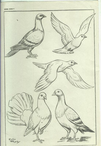 Lamina Emilio Freixas serie XXXI numero 01: Palomas