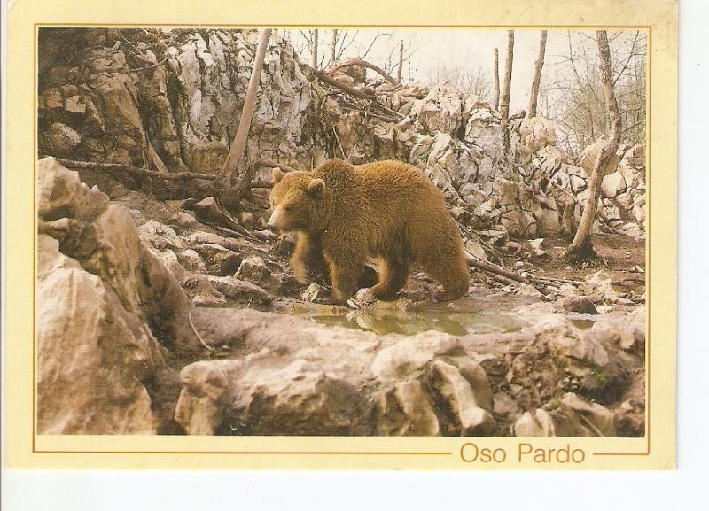 Postal 024649 : Oso Pardo (Ursus Arctos)  