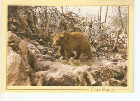 Postal 024649 : Oso Pardo (Ursus Arctos)  