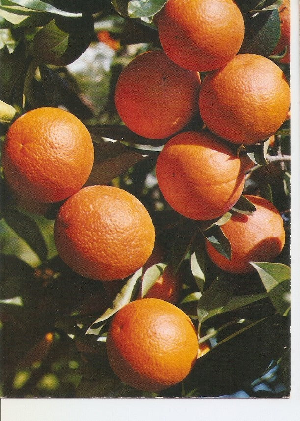 Postal 032813 : Naranjas españolas