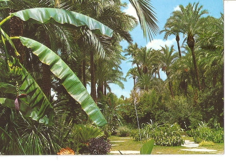 Postal 032838 : Elche. Huerto del Cura