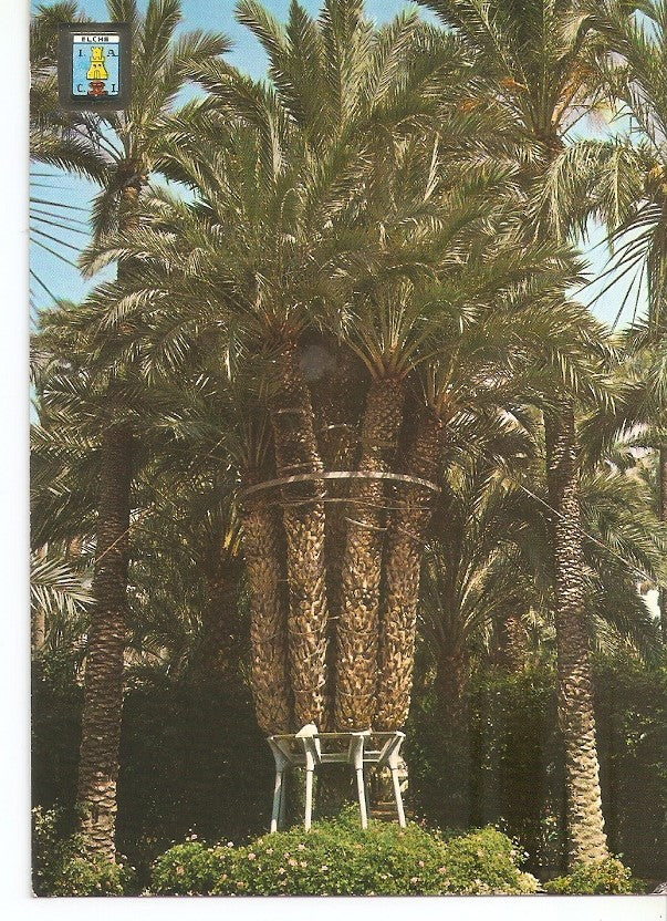 Postal 032850 : Elche. Palmera Imperial