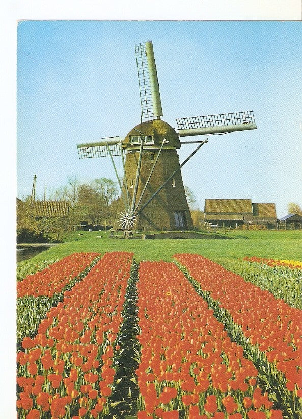Postal 032927 : Molino frente a campo con tulipanes rojos