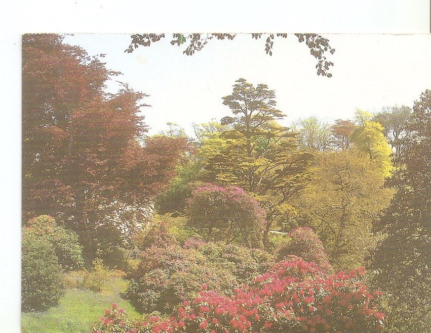 Postal 032935 : Trebah Gardens Cornwall