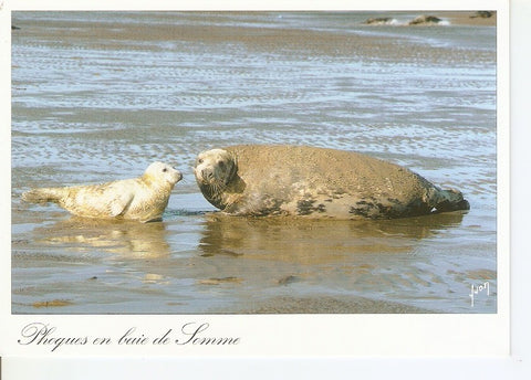 Postal 033019 : Phoques en Baie de Somme. Coleurs et Lumiere de France