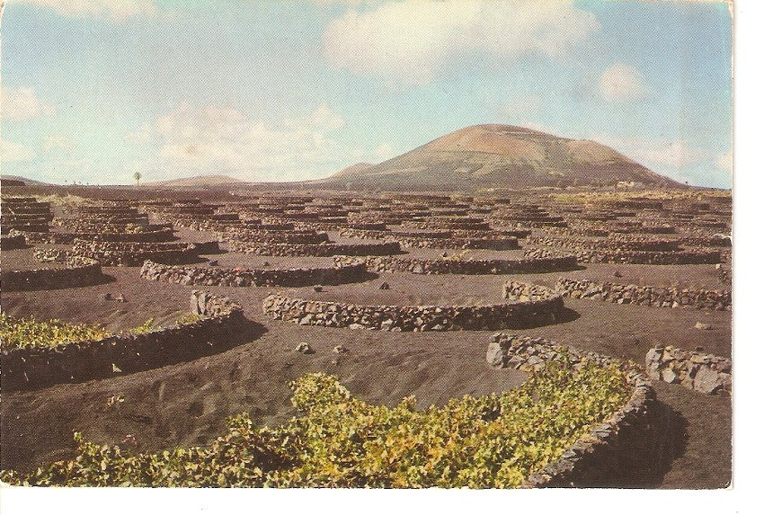 Postal 033219 : Lanzarote. Cultivos de la vid