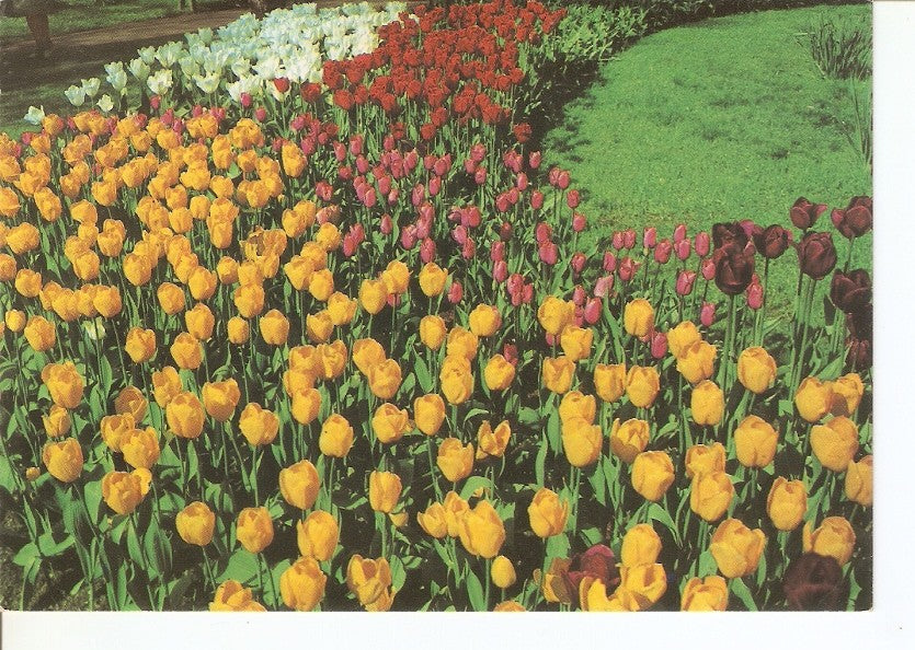Postal 033440 : Campo de tulipanes
