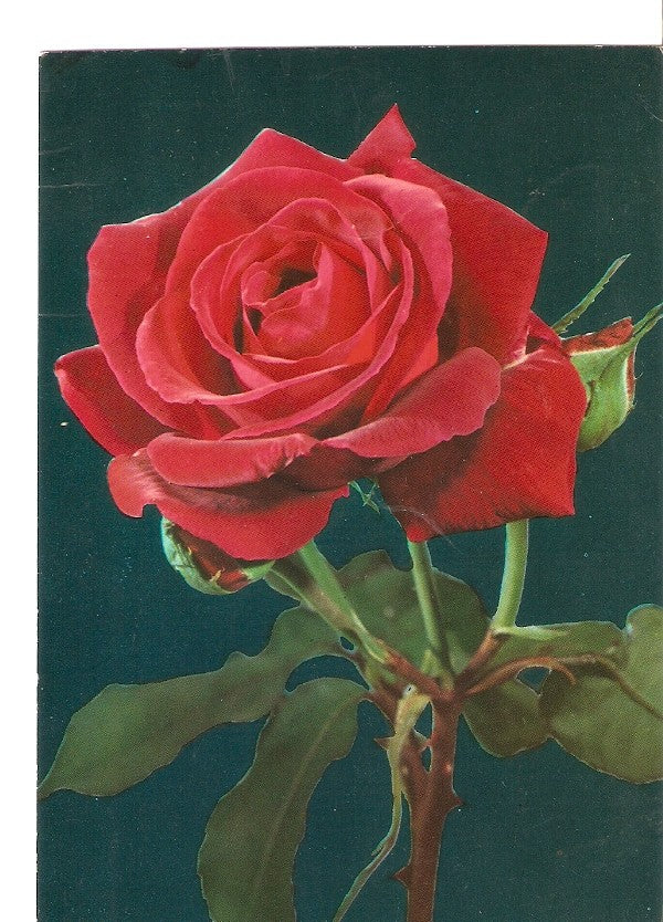 Postal 034269 : Rosa roja