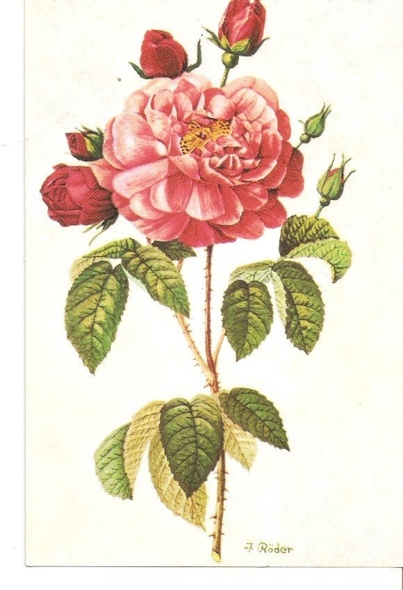 Postal 034288 : Rosa - pintado con la boca - J. Roder