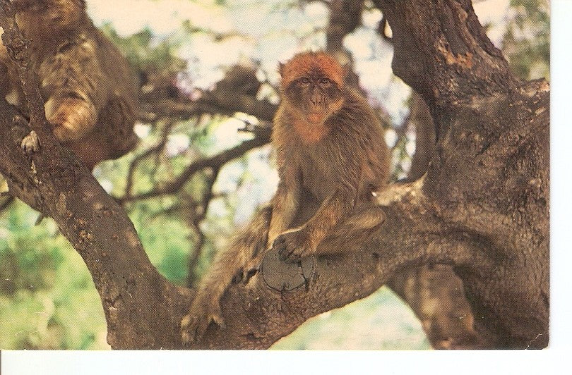 Postal 034484 : Gibraltar a Rock Ape