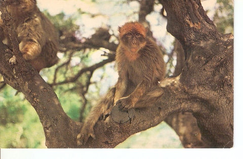 Postal 034484 : Gibraltar a Rock Ape