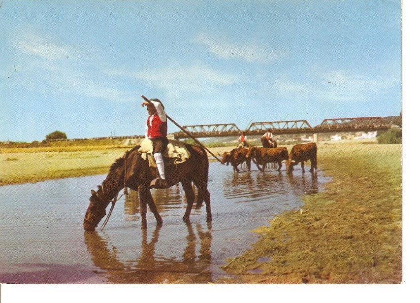 Postal 034812 : Campinos dando de beber ao gado
