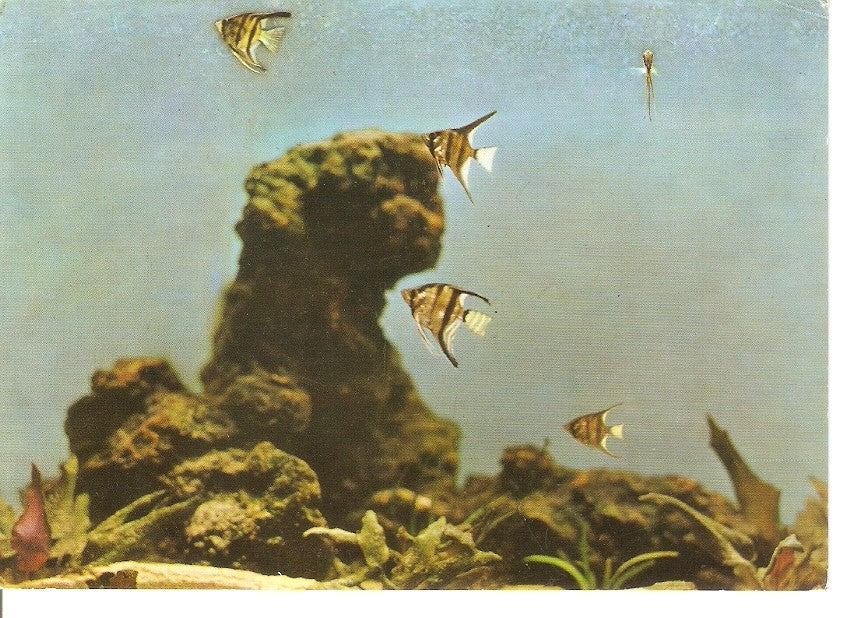Postal 034908 : Aquarium de San Sebastian. Peces tropicales (Scalare)
