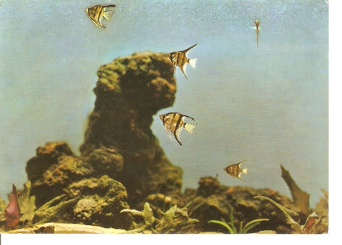 Postal 034908 : Aquarium de San Sebastian. Peces tropicales (Scalare)