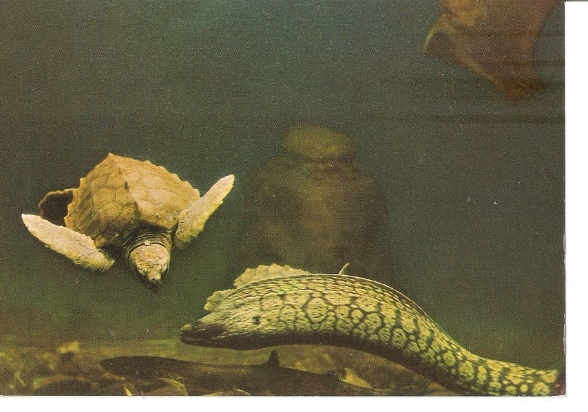 Postal 034910 : Aquarium de San Sebastian. Especies Marinas