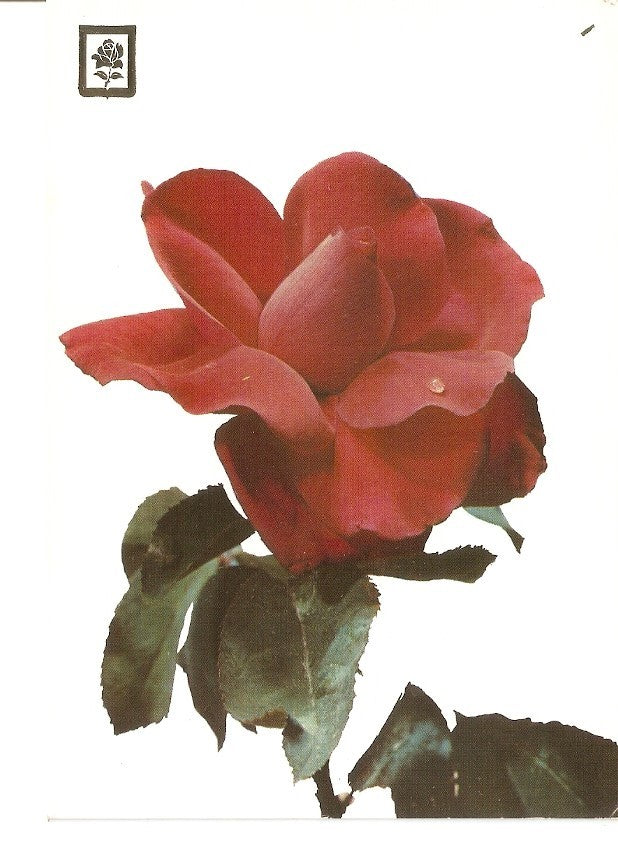 Postal 034938 : Coleccion de flores