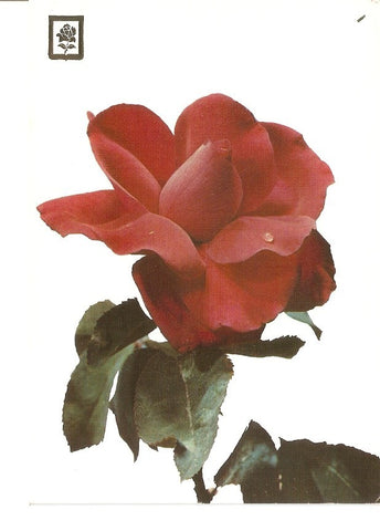 Postal 034938 : Coleccion de flores