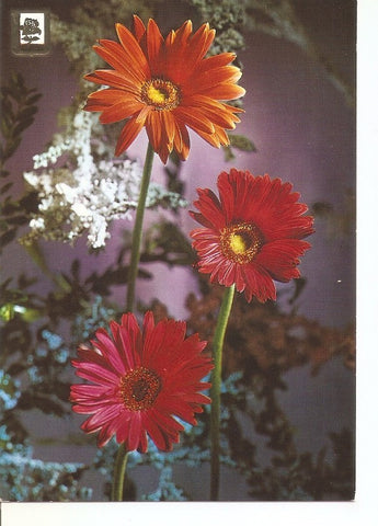 Postal 034972 : Flores