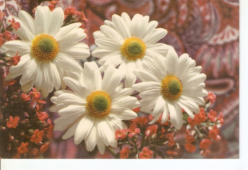 Postal 034995 : Margaritas