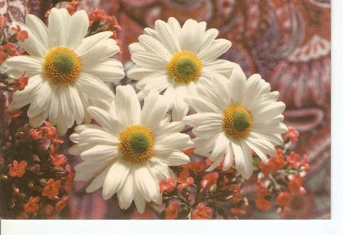 Postal 034995 : Margaritas
