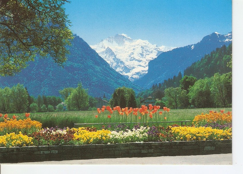 Postal 035088 : Interlaken. Blick auf Jungfrau
