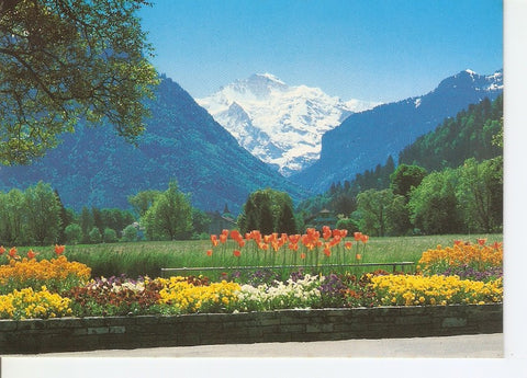 Postal 035088 : Interlaken. Blick auf Jungfrau