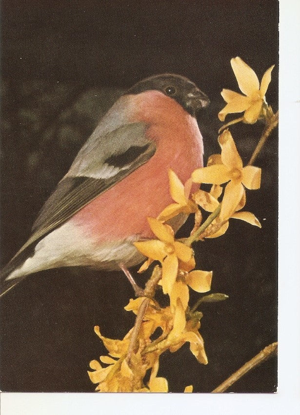 Postal 035152 : Dompfaff
