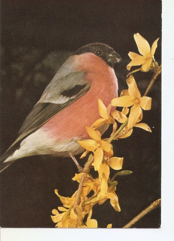 Postal 035152 : Dompfaff