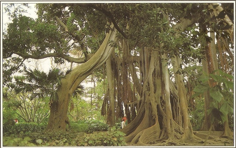 Postal 035380 : Jardin Botanico. Isla de Tenerife