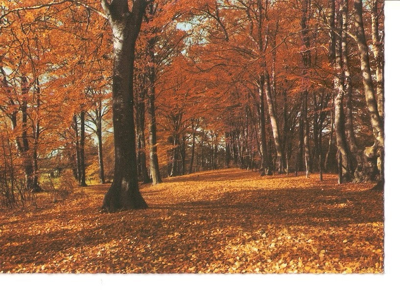 Postal 035559 : Bosque lleno de hojas caidas