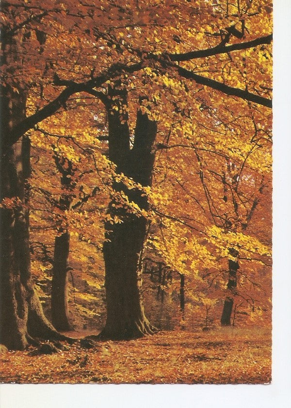 Postal 035561 : Bosque lleno de hojas caidas