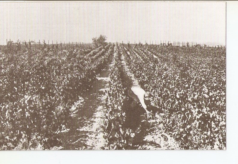 Postal 035806 : Casa Codorniu - San sadurni de Noya (España). Viñedos