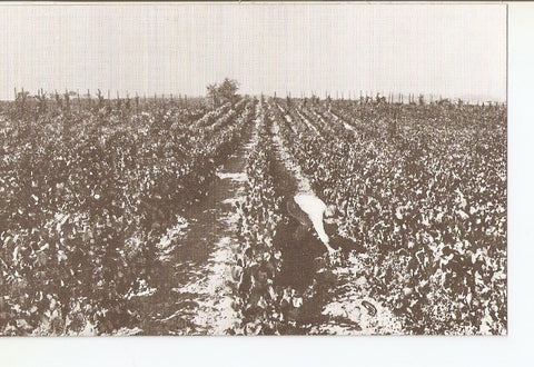 Postal 035806 : Casa Codorniu - San sadurni de Noya (España). Viñedos
