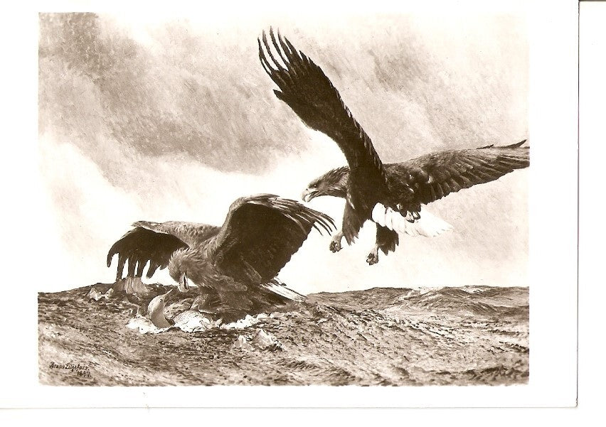Postal 036537 : Bruno Liljefors.Havsornar Sea Eagles. National Museum Stockholm