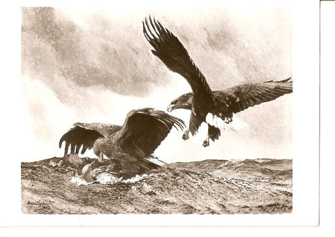 Postal 036537 : Bruno Liljefors.Havsornar Sea Eagles. National Museum Stockholm