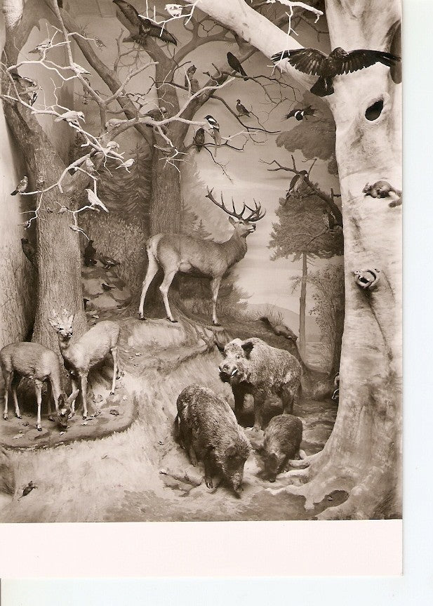Postal 036550 : Hessisches Landesmuseum Darmstadt. Zoologische Abteilung